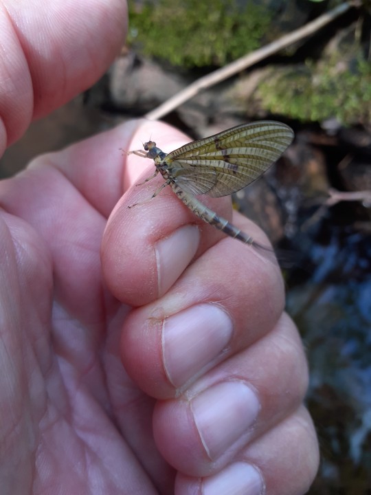 Mayfly - JA from Leominster